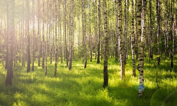 beautiful green forest