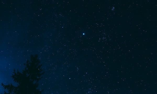 Crown Of Lonely Pine Tree On Blue Night Starry Sky Background. Night View Of Natural Glowing Stars