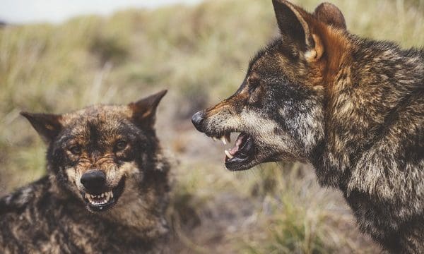 Two wolves roaring on each other
