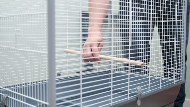 Unrecognizable person assembling a big birdcage.