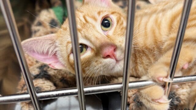 (Furkids photo)