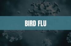 Turquoise rectangle with white text that says Bird Flu and an image of viruses in the background.