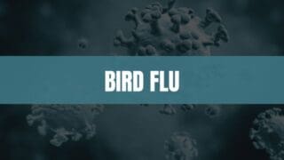 Turquoise rectangle with white text that says Bird Flu and an image of viruses in the background.