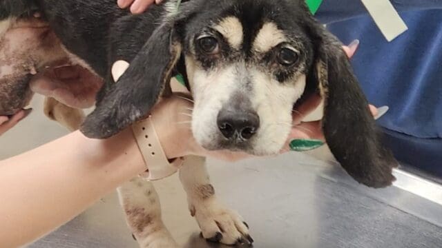 One of the dogs recently rescued from a hoarding situation by Hall Co. Animal Control. (FurKids picture)