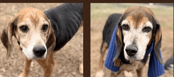 Two of the rescued beagles.  (Hall Co. Animal Shelter Volunteers photo)